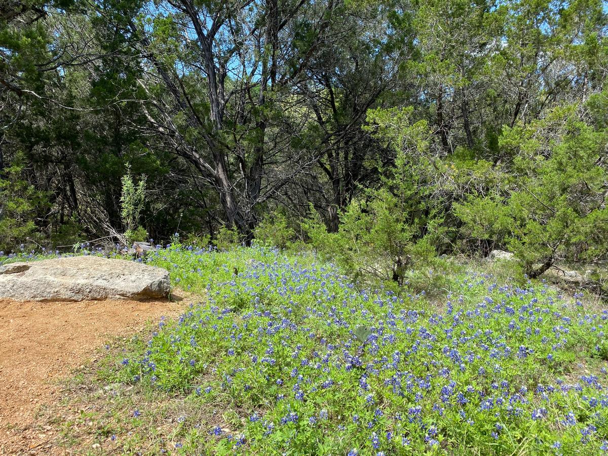 My photo of Texas bluebonnets while on a romantic hike with my husband