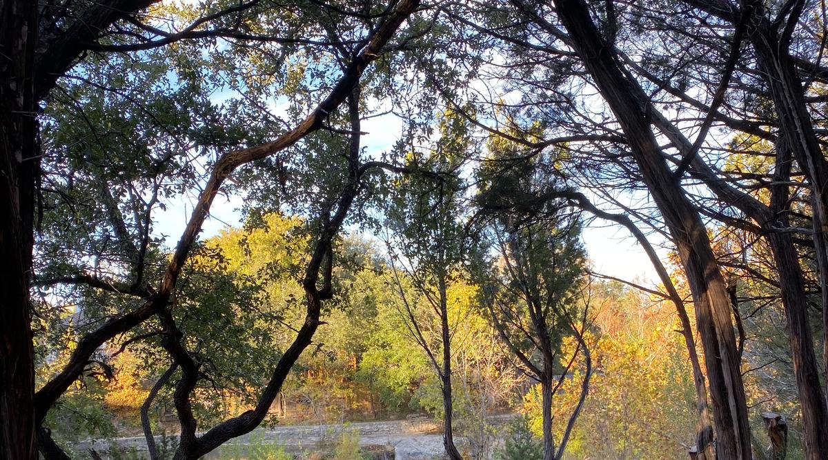 My photo of stunning fall foliage colors near my house in the Texas Hill Country