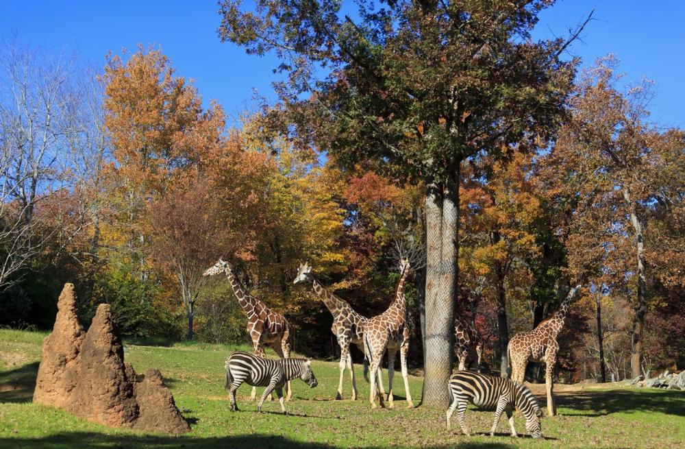 Discover fascinating wildlife at the zoo or explore charming local shops.