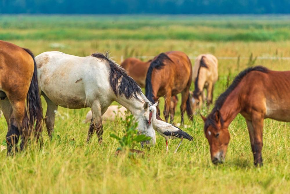 Stroll historic downtown and visit local farms on a relaxed retirement getaway.