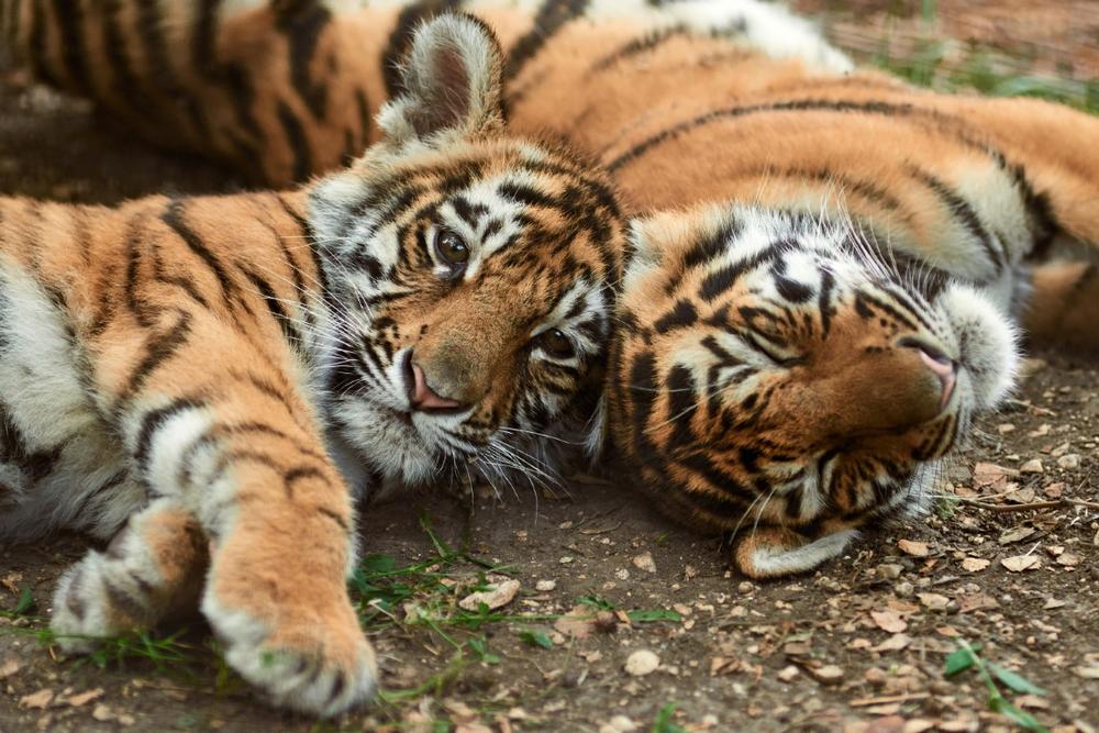 See rescued wild cats up close or learn about conservation efforts.