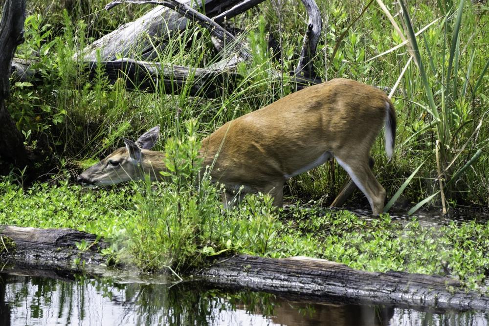 Paddle through cypress trees and see rare birds on a wild trip.