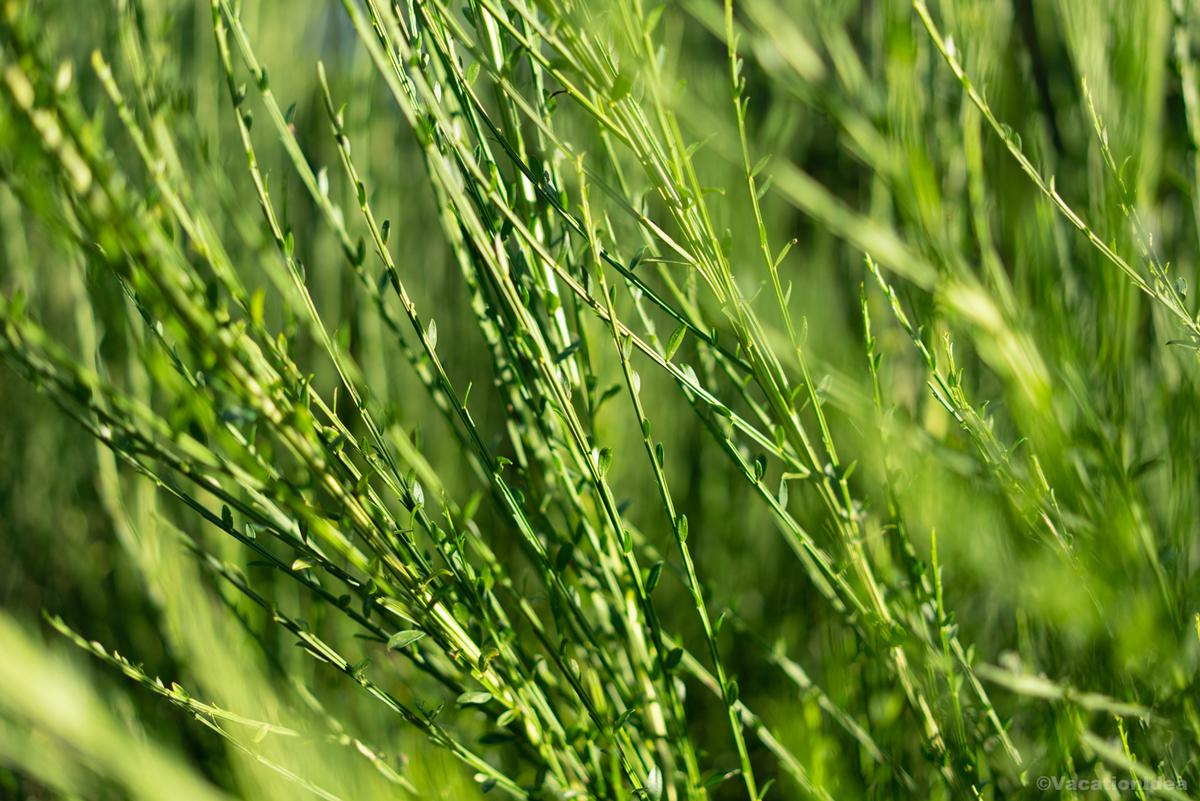 My photo of a grassy field