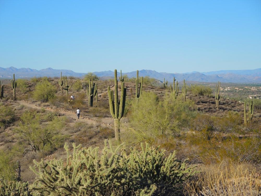 Bike on desert loops and spot wildlife on a thrilling outdoor adventure.