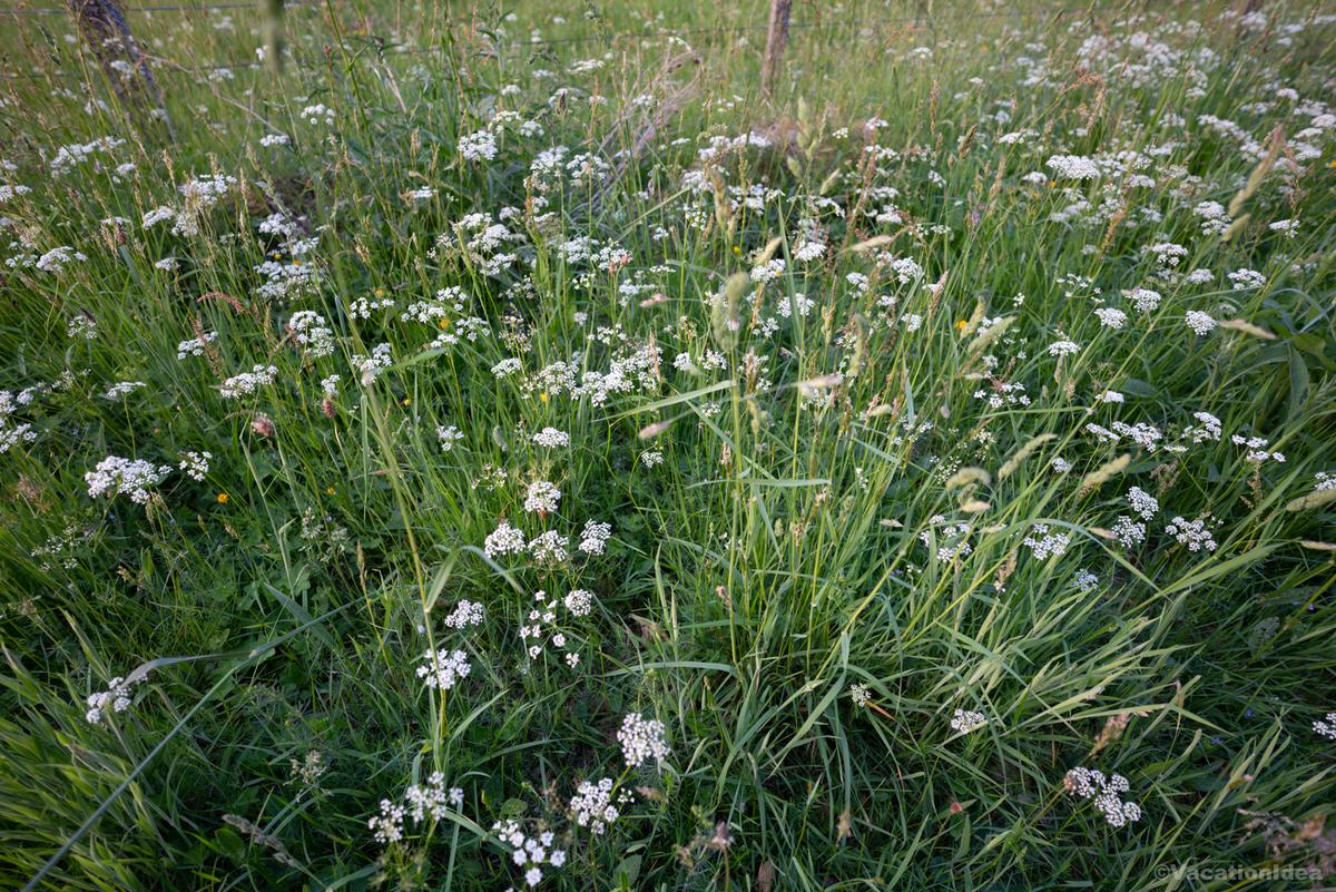 I took this photo of a meadow