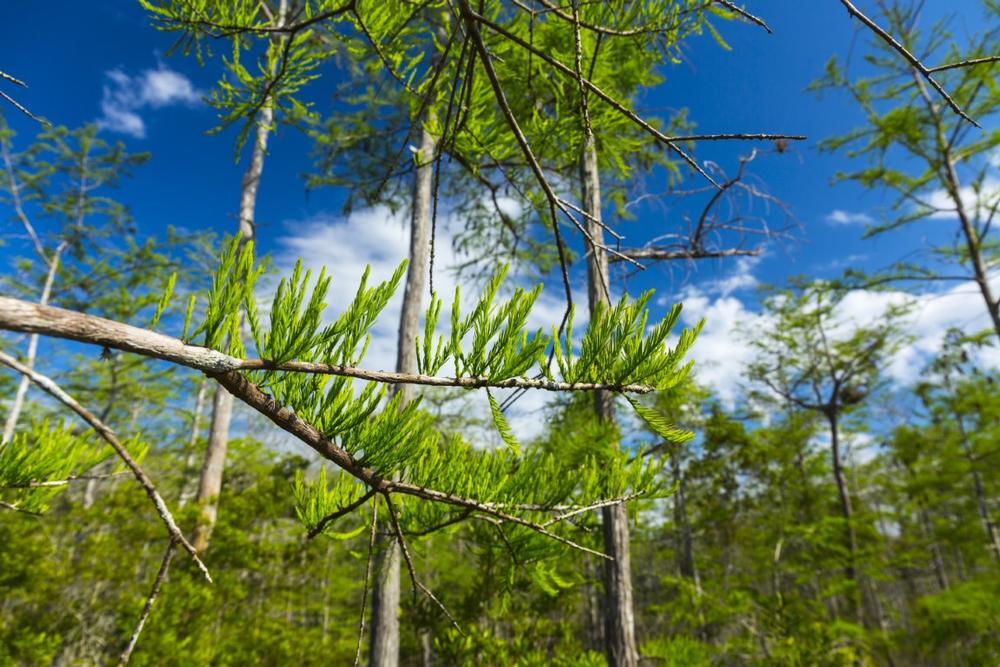 See alligators and walk along boardwalk trails on a wild nature trip.