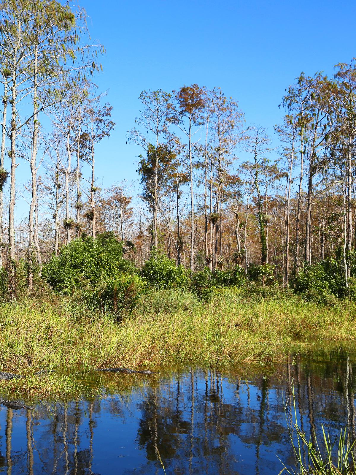 Admiring the reflection of trees at Big Cypress National Preserve