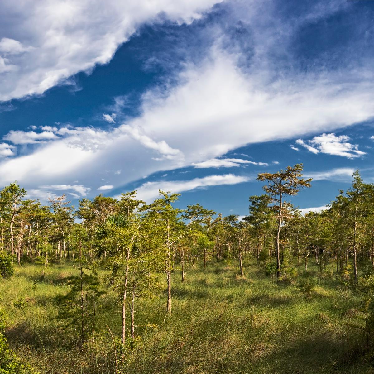 Stunning clouds at Big Cypress National Preserve