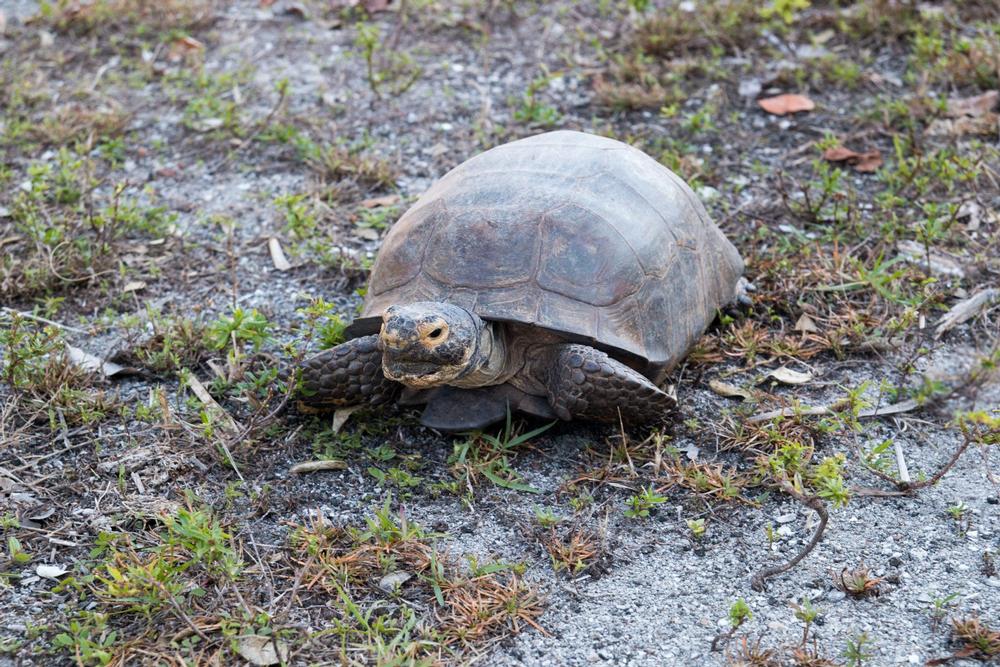Walk along scenic nature trails in Barefoot Beach Preserve County Park