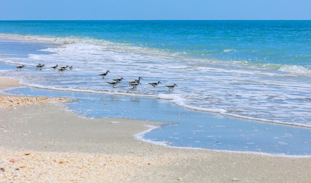 Sanibel Island-Collect seashells and explore bike trails on a laid-back cheap coastal trip.