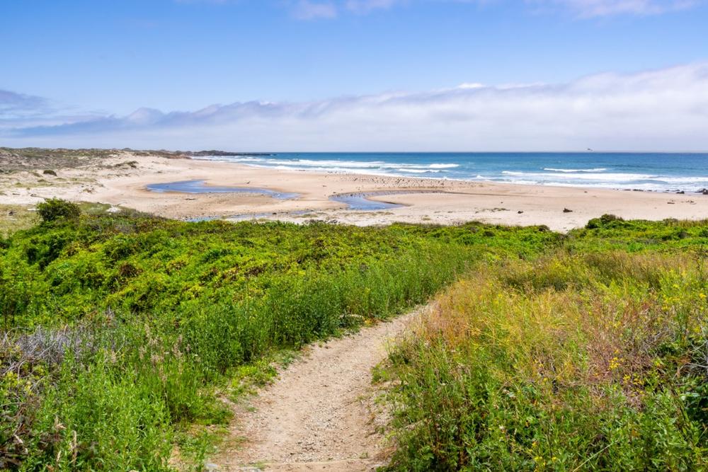 Ano Nuevo State Park - less than 90 minutes