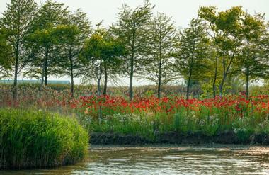 Chongming Island
