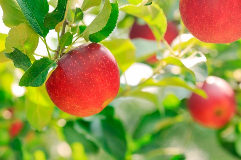 Pick fresh apples in fall or visit charming family-owned farms.