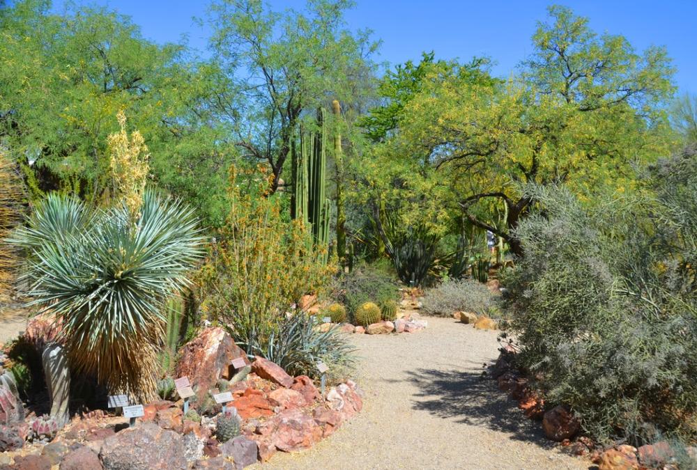 See vibrant cacti and walk desert trails on a quick educational outing.