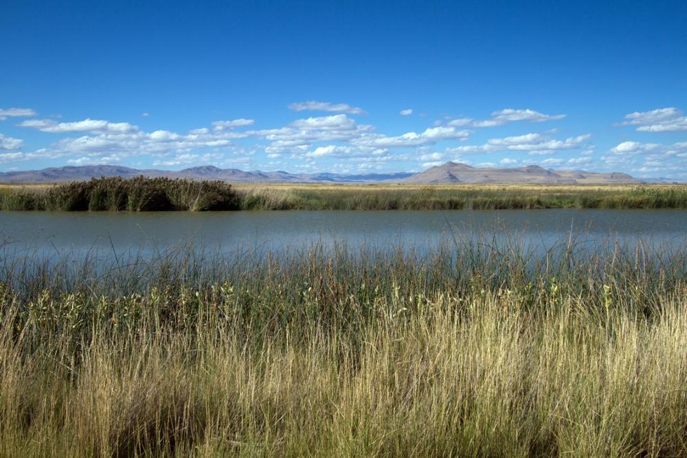 Discover diverse bird species and walk along peaceful wetlands.