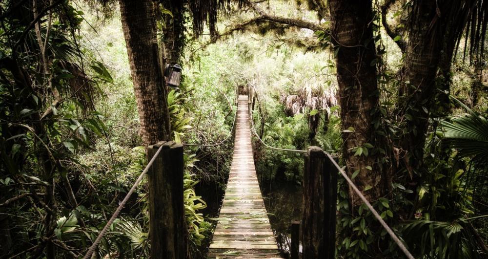 Estero: Cypress Shadows and Coastal Ease