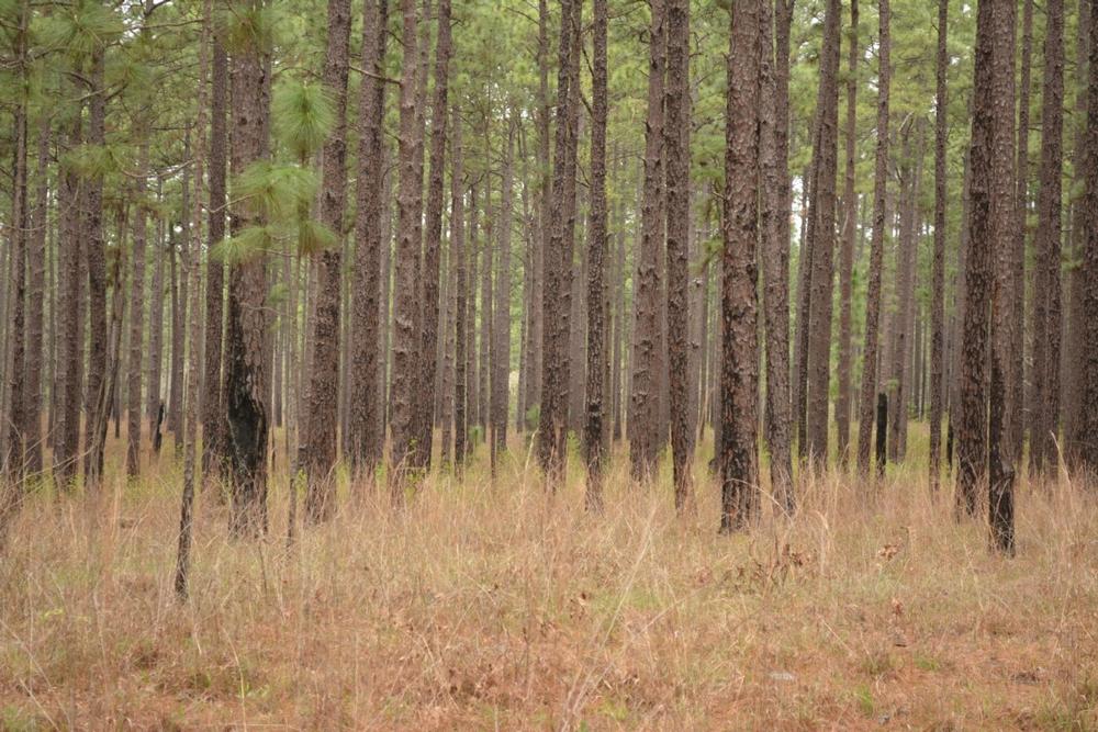 Davy Crockett National Forest - a 4-hour drive