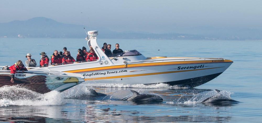 Eagle Wing Whale Watching Tours - Victoria, British Columbia