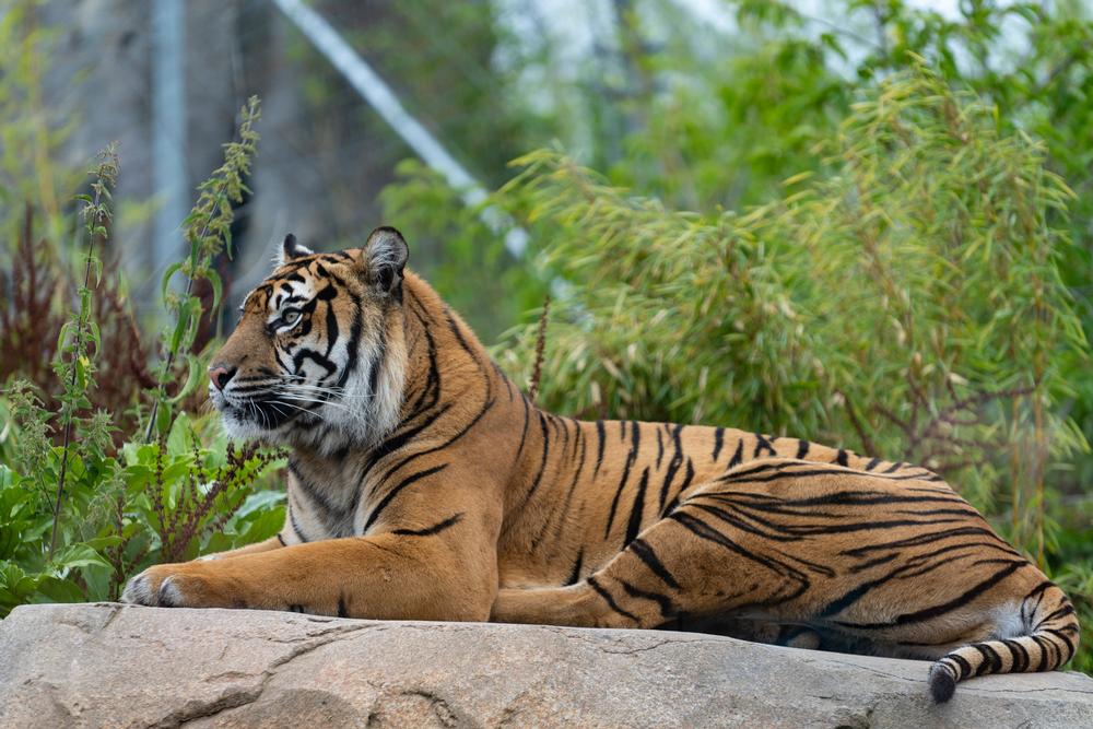 Explore, Climb, and Roar at Happy Hollow Park and Zoo