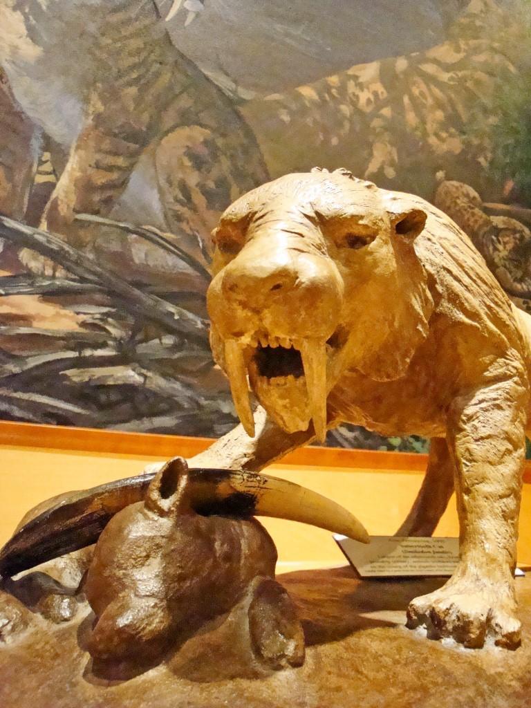 Explore Earth’s Wonders at the Brazos Valley Museum of Natural History