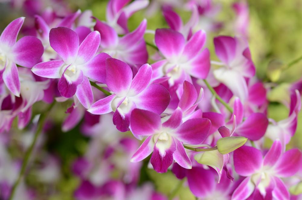 Find Peace Among Blossoms and Sculpted Trails at Meadowlark Botanical Garden