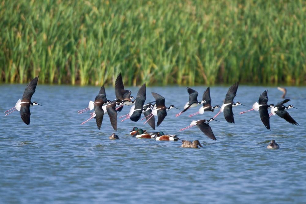 If You Love Birdwatching, Don’t Miss the Leonabelle Turnbull Birding Center