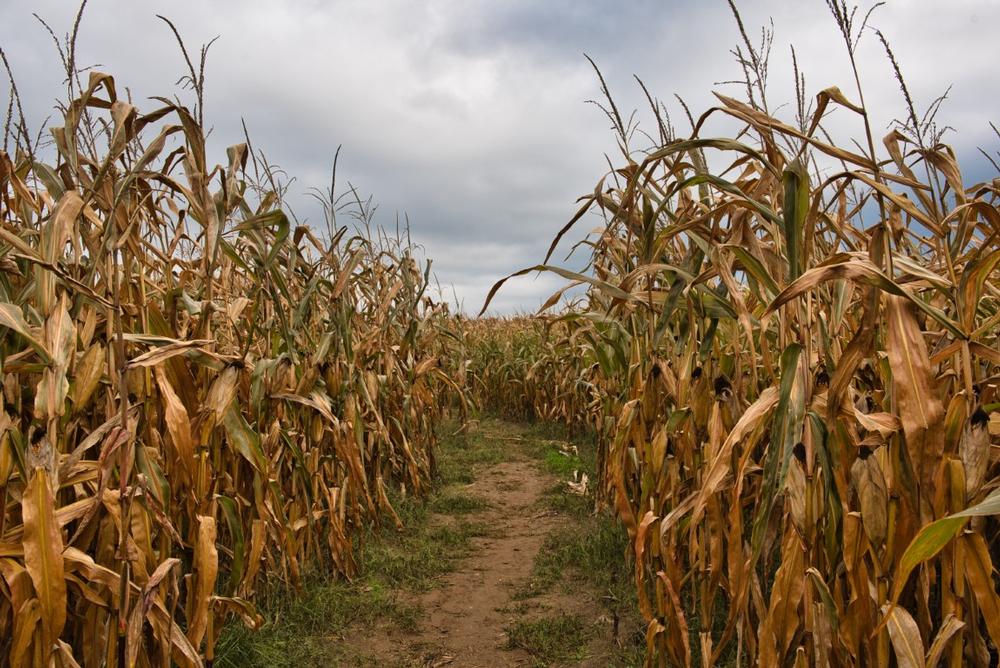 If You Love Fall Fun, Get Lost in the Maize in the City
