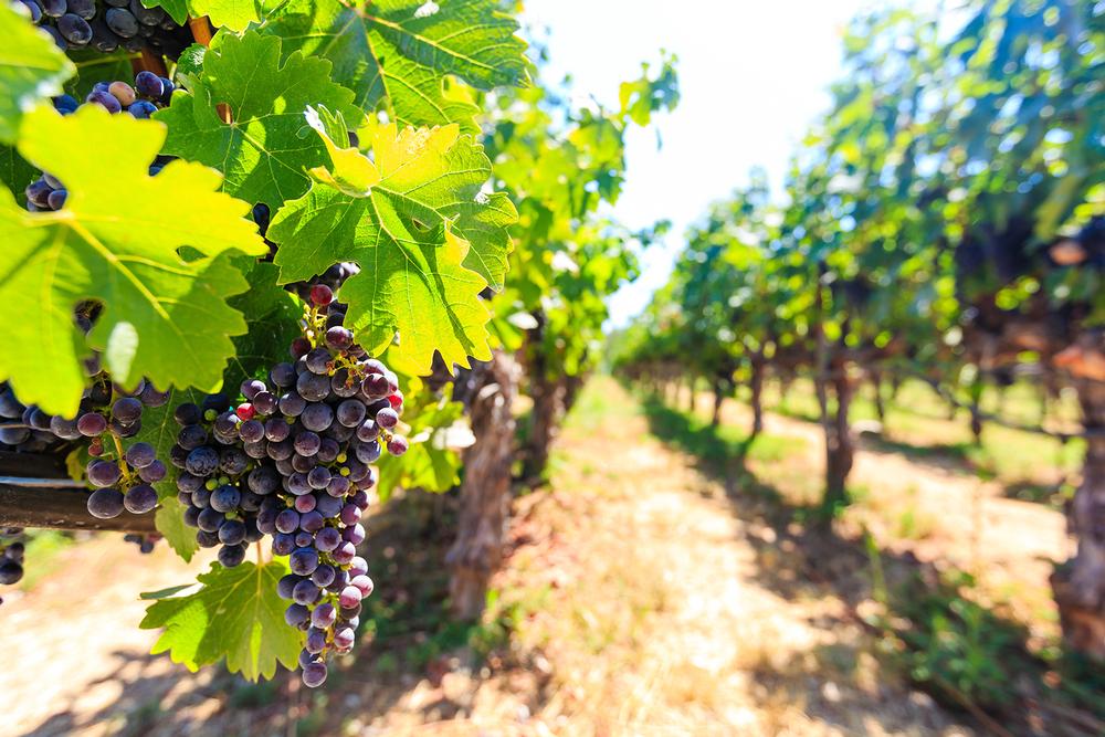 If You Love Rich Reds and Intimate Settings, Visit Obelisco Estate