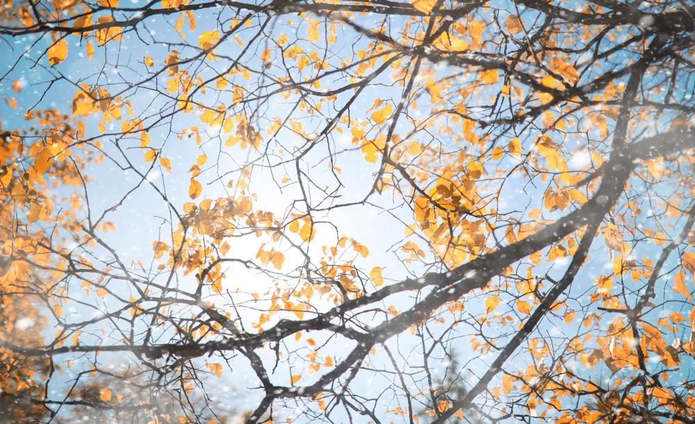 If You Love Scenic Walks, Wander Through Matthew Henson State Park