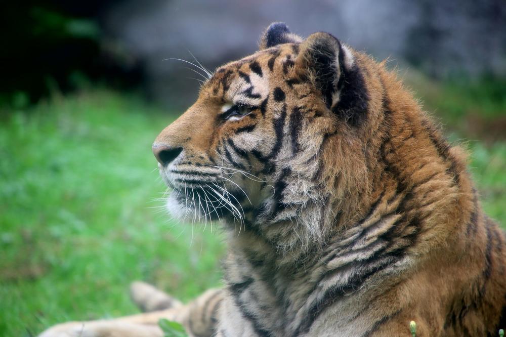 If You’re Wild About Animals, Spend a Day at The Birmingham Zoo
