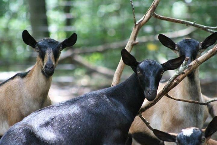 Meet Friendly Goats and Taste Fresh Cheeses at Split Creek Farm