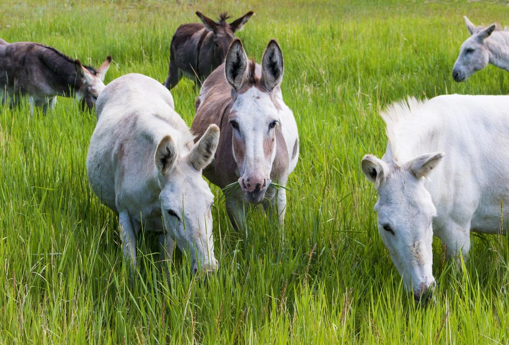 Meet the Furry Celebrities of Town with the Cripple Creek Donkey Herd