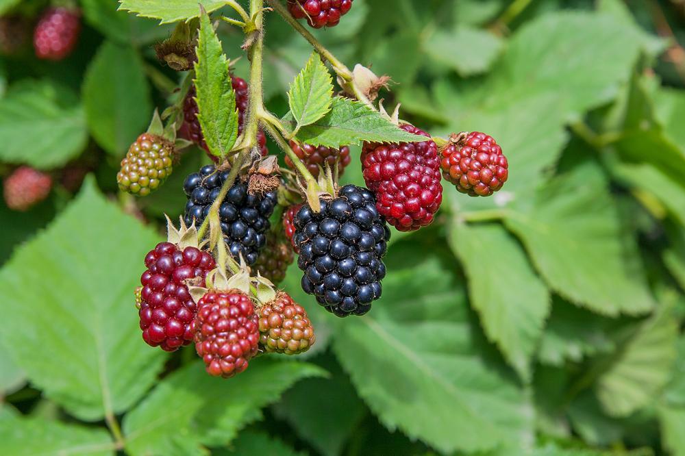 Pick Fruit and Pet Animals at the Family-Friendly Impossible Acres Farm