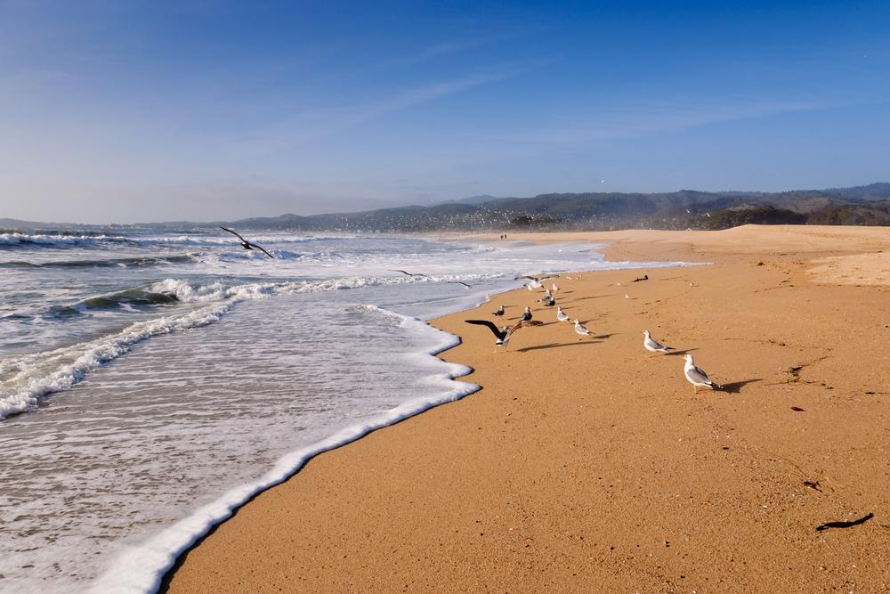 Relax and Reconnect with Nature at Half Moon Bay State Beach