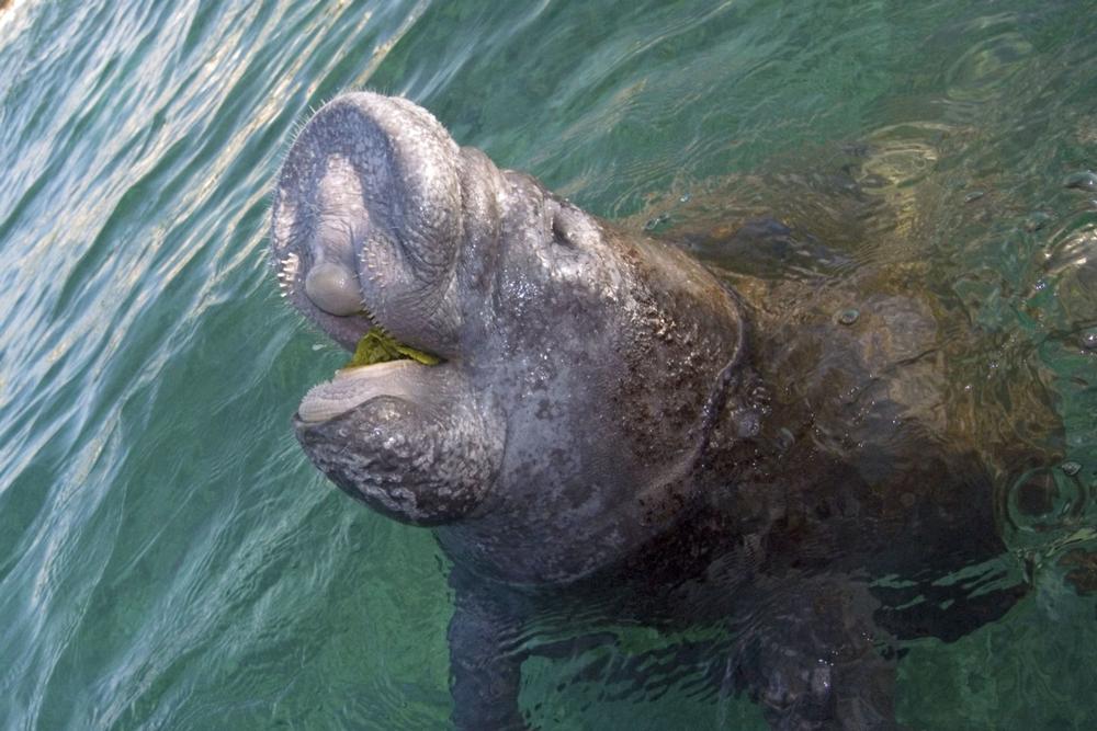 See Gentle Giants Up Close at Manatee Park