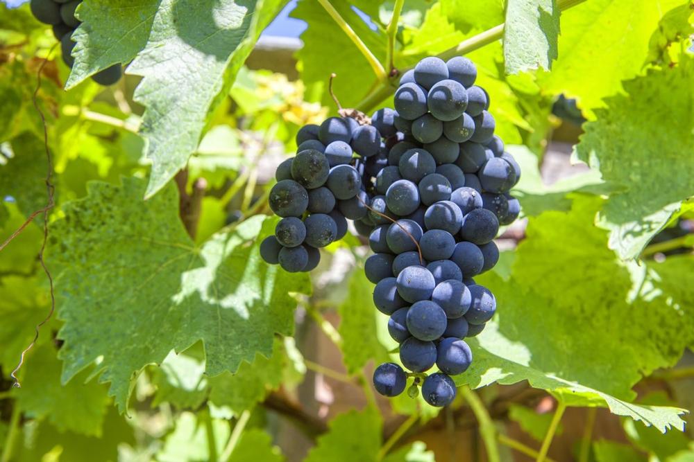 Sip and Savor Along the Chesapeake Wine Trail