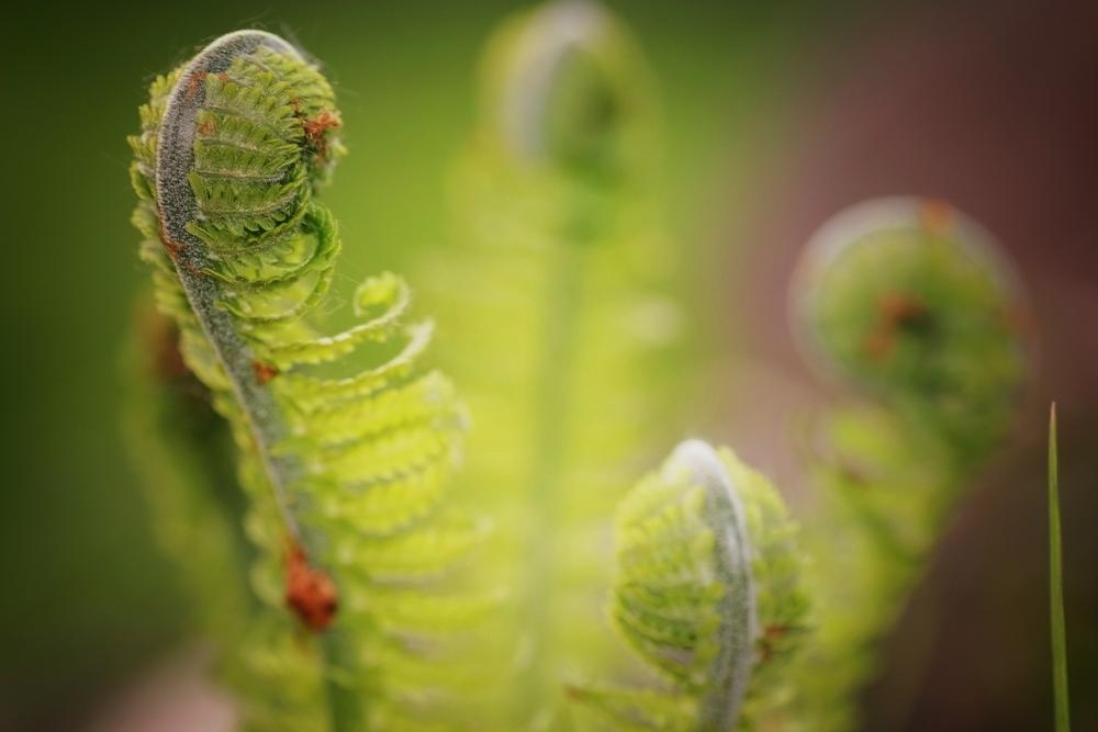 Spot Birds and Embrace Nature at Boyd Woods Audubon Sanctuary