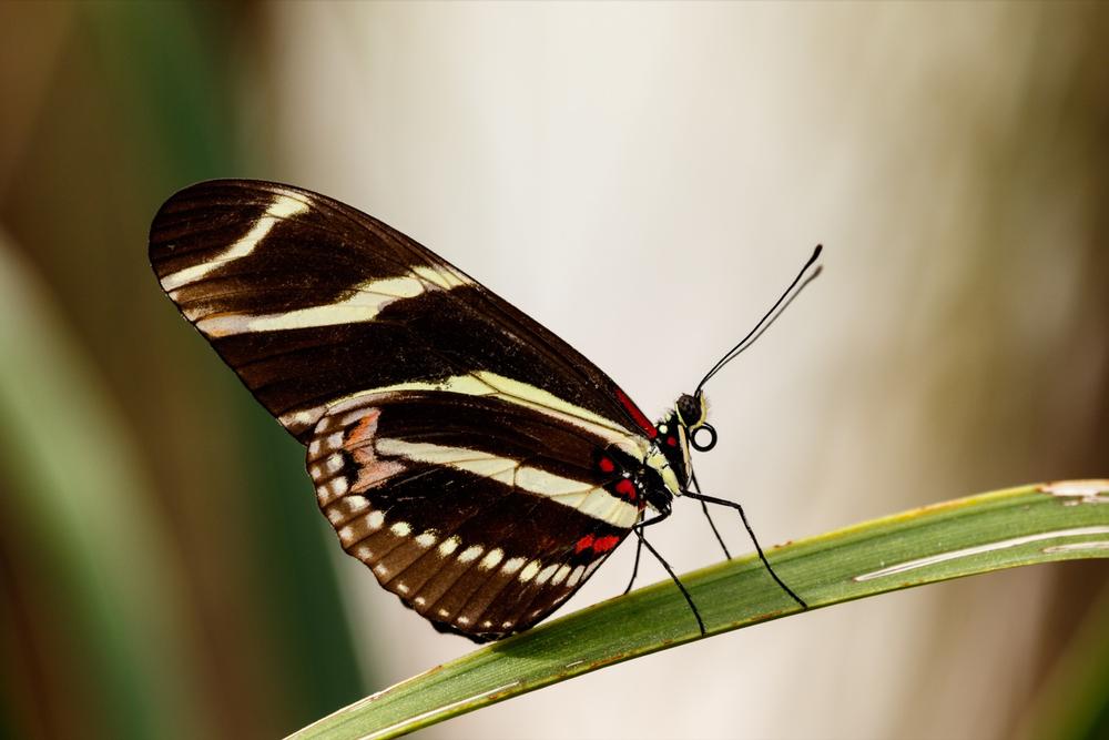 Step Into a Tropical Paradise of Butterflies at Butterfly Wonderland