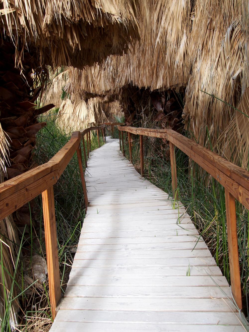 Wander Among Shady Palms at Thousand Palms Oasis and Feel the Desert Breathe