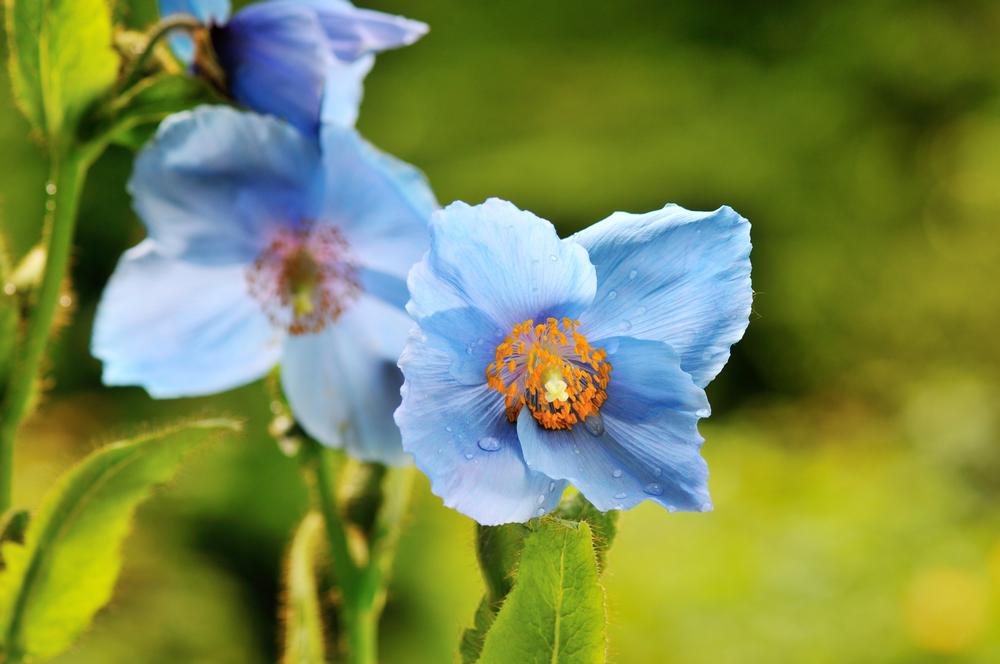Wander Through Vibrant Gardens and Blooming Landscapes at VanDusen
