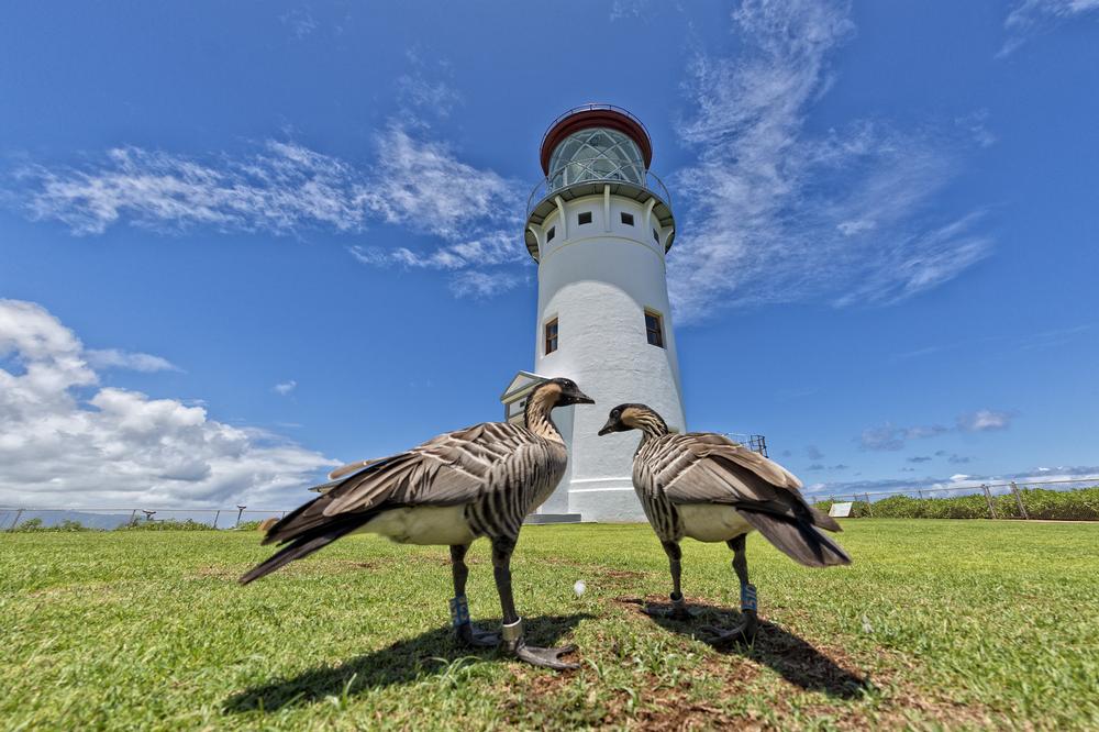 Watch Seabirds Soar and Waves Crash at Kilauea Point Refuge