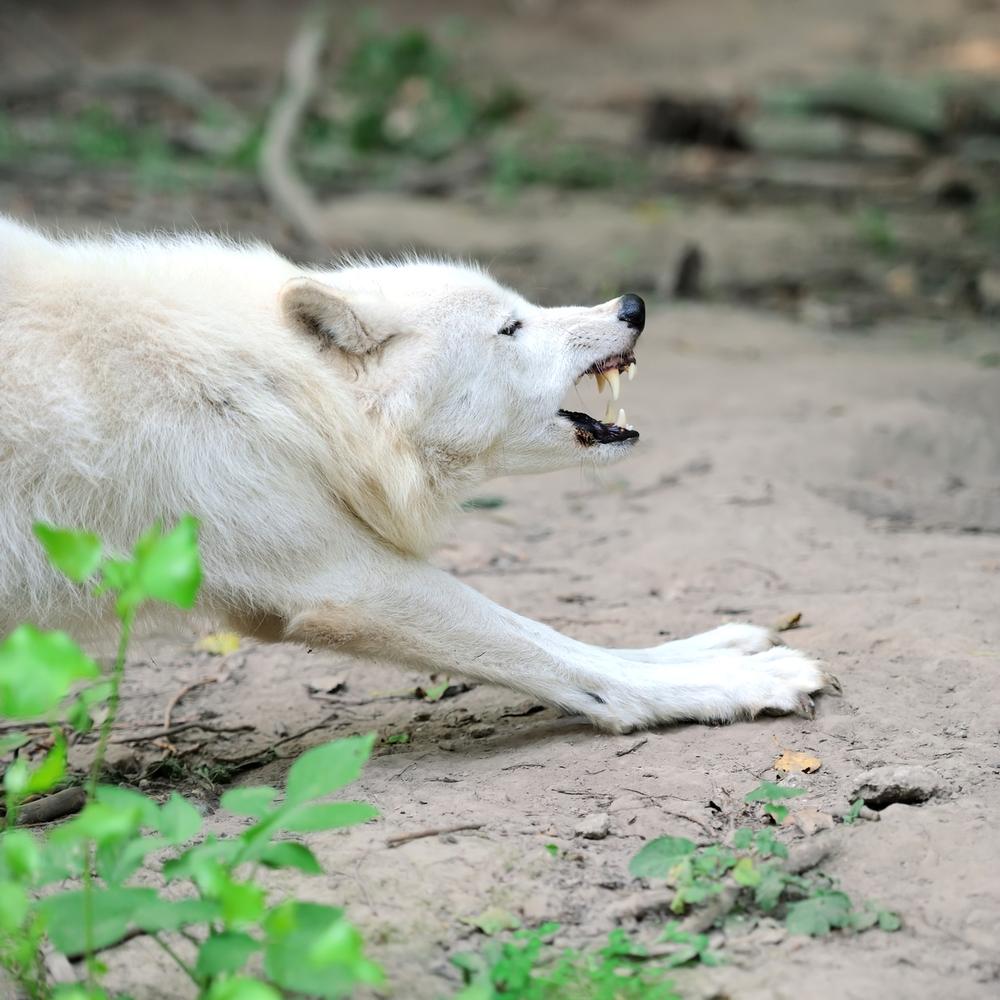 Learn about wolves at Lakota Wolf Preserve