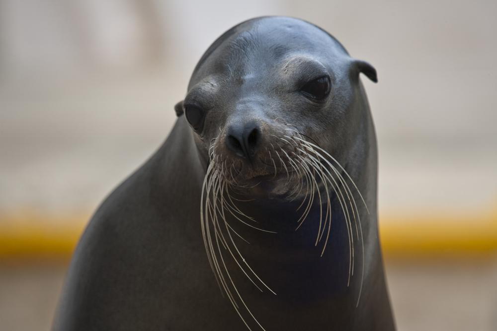 See rescued sea lions or explore exhibits on marine conservation.