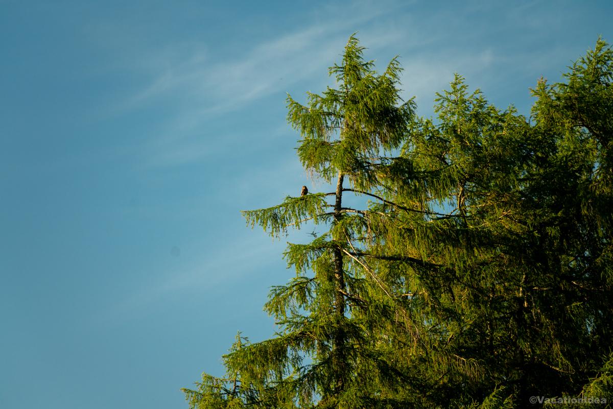 I took this photo of a hawk