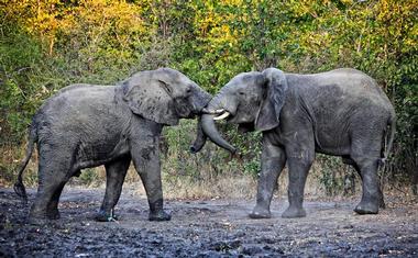 Liwonde National Park
