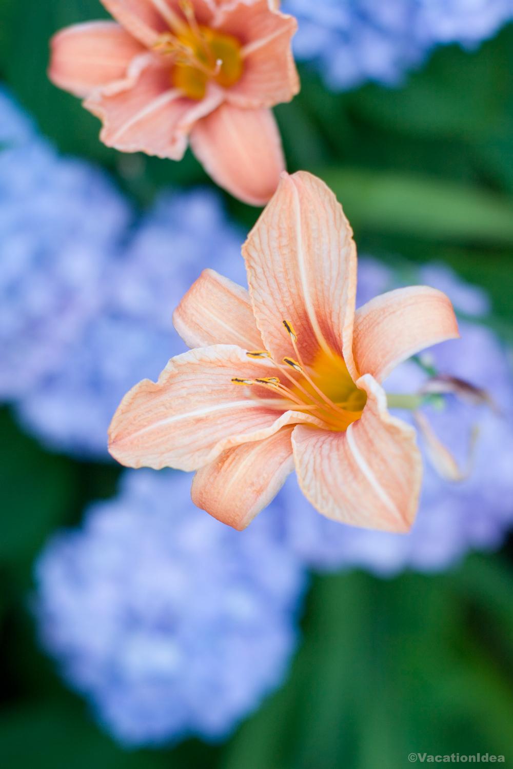 My close up of a flower in the SoCal garden