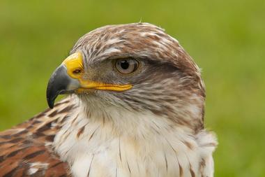 Carolina Raptor Center | Things to Do in Charlotte, NC with Kids