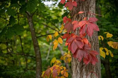 Hunter Cove Wildlife Sanctuary | Things to Do in Rangeley, Maine