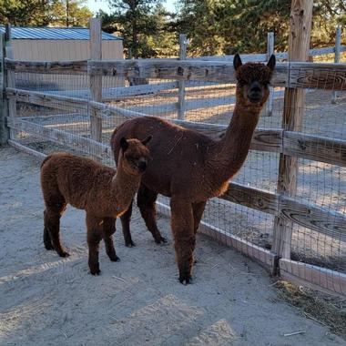 See the alpacas on Blazing Star Ranch