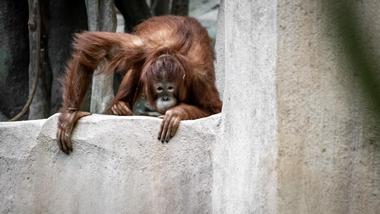 Indianapolis Zoo